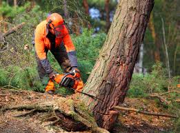 Trusted Essex Junction, VT Tree Services Experts