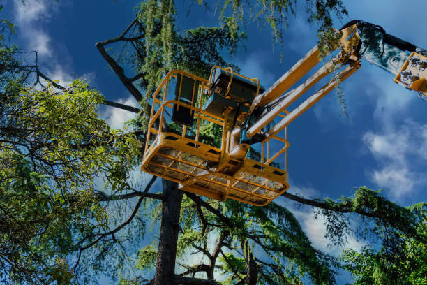 Why Choose Our Tree Removal Services in Essex Junction, VT?